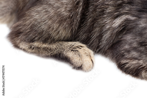paws of a cat on a white background