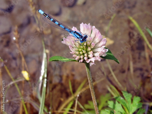 Enallagma cyathigerum photo