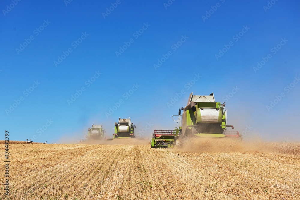 Fototapeta premium A few combines cutting a swath through the middle of a wheat field during harvest