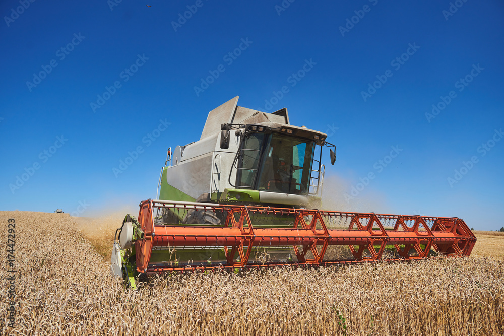 Fototapeta premium A modern combine harvester working a wheat field