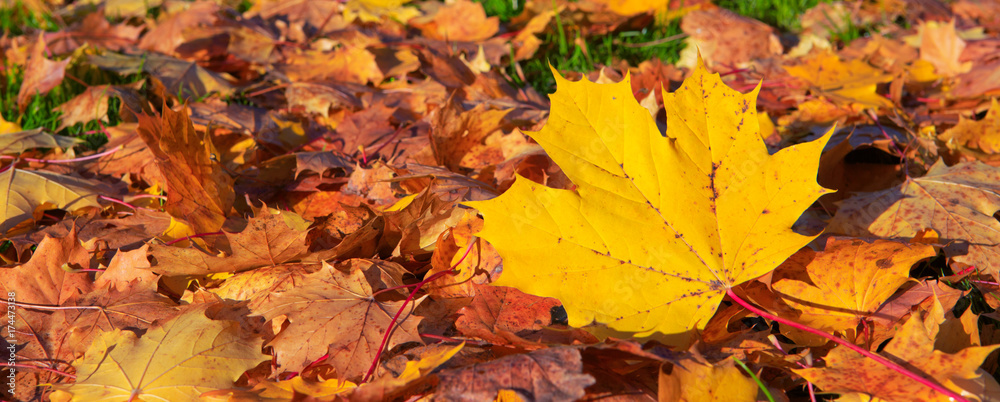 Autumn background with maple leaves. Autumn background with maple leaves.