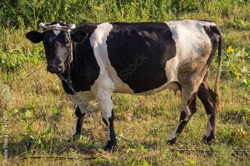 Fototapeta Naklejka Na Ścianę i Meble -  Cow on the pasture
