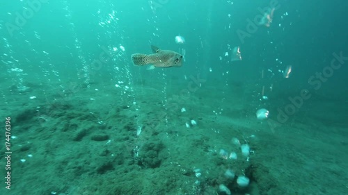 Starry puffer (Arothron stellatus) swimming through bubbles rising from underwater volcano at Pulau Weh, Aceh 