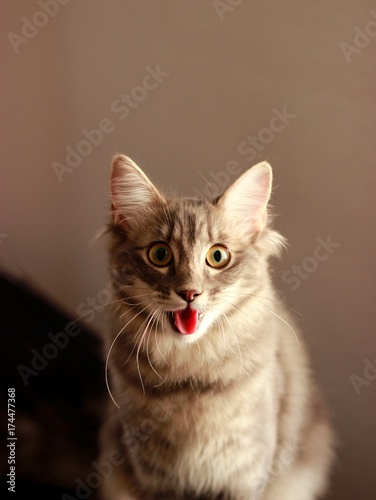 chat qui tire la langue © MarieEstelle