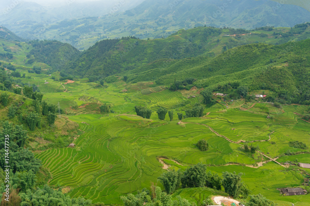 Aerial view of green rice fields and terraces