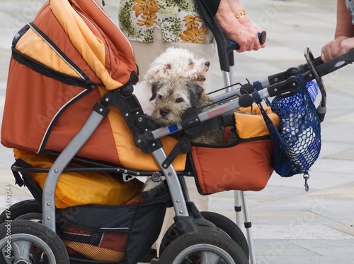Stroller with two dogs and senior women.
