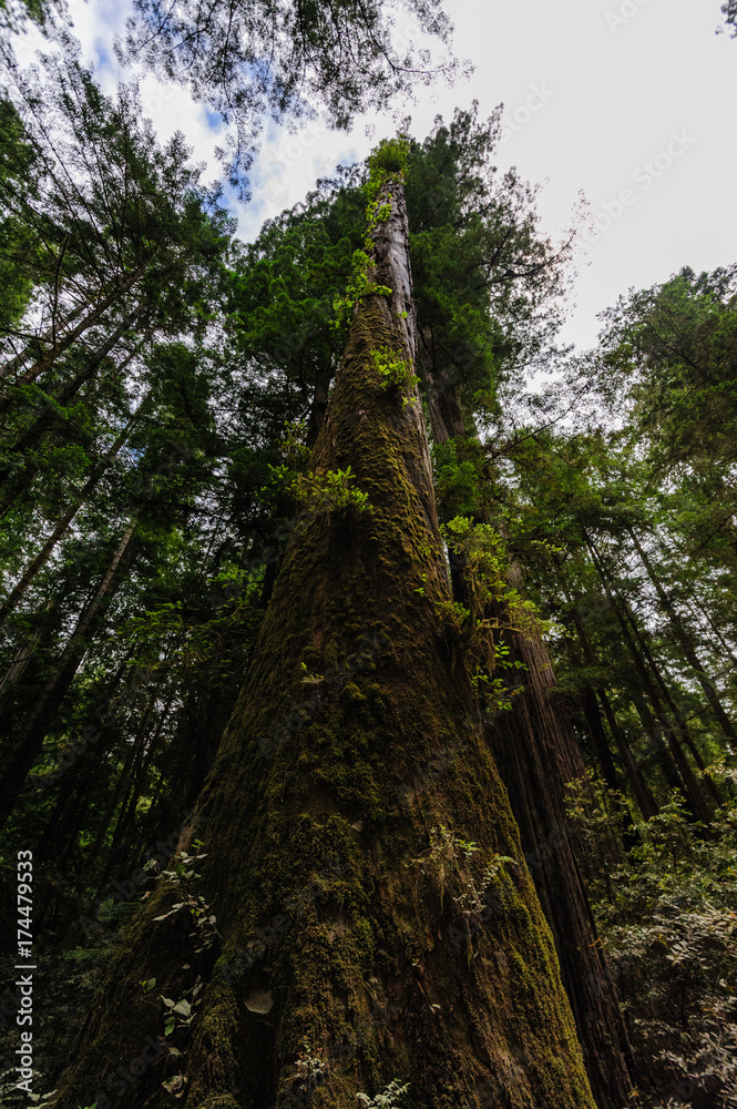 Fototapeta premium Redwood National Forest