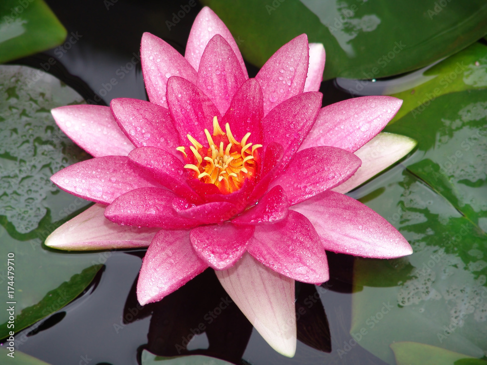 water, lily, pond, lotus, flower, nature, beautiful, white, pink, plant, blossom, beauty, summer, waterlily, bloom, aquatic, green, petal, reflection, flora, leaf, lilies, natural, lake, garden, botan water, lily, pond, lotus, flower, nature, beautiful, white, pink, plant, blossom, beauty, summer, waterlily, bloom, aquatic, green, petal, reflection, flora, leaf, lilies, natural, lake, garden, botan