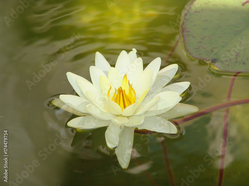 water  lily  pond  lotus  flower  nature  beautiful  white  pink  plant  blossom  beauty  summer  waterlily  bloom  aquatic  green  petal  reflection  flora  leaf  lilies  natural  lake  garden  botan