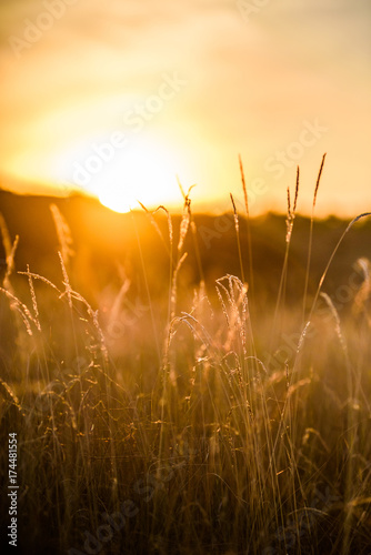 Warm autumn background with colorful bright meadow during the sunset. Silhouette of the grass in the light of the golden setting sun. Beautiful nature landscape with sunbeams.