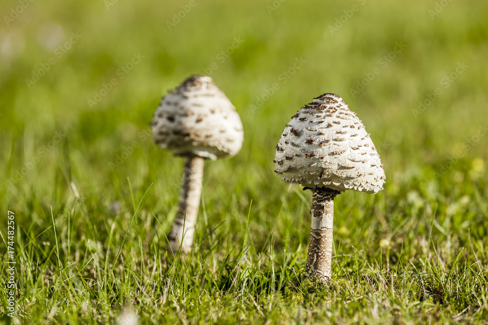 Parasolpilze Parasolpilze