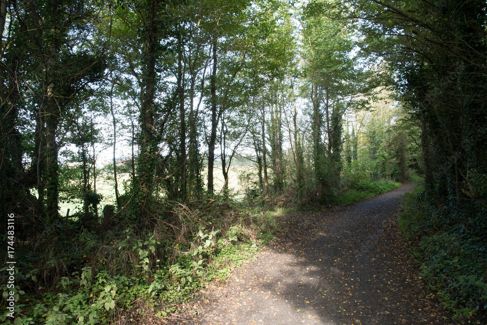 Fototapeta premium country walks pathway