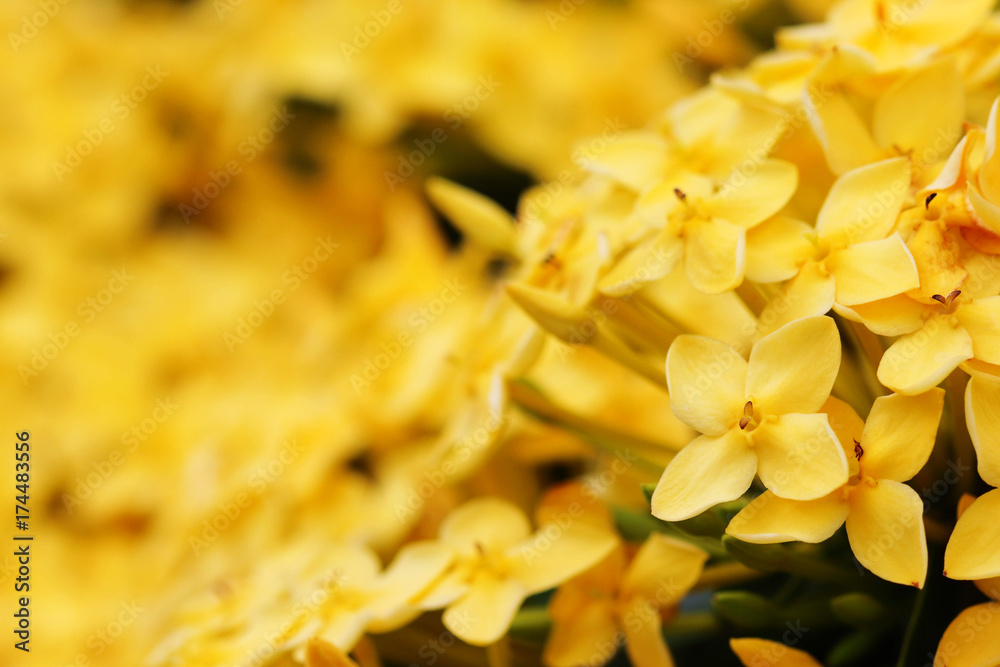 Obraz premium Beautiful yellow Ixora or Rubiaceae flower on tree in ther garden , selective focus