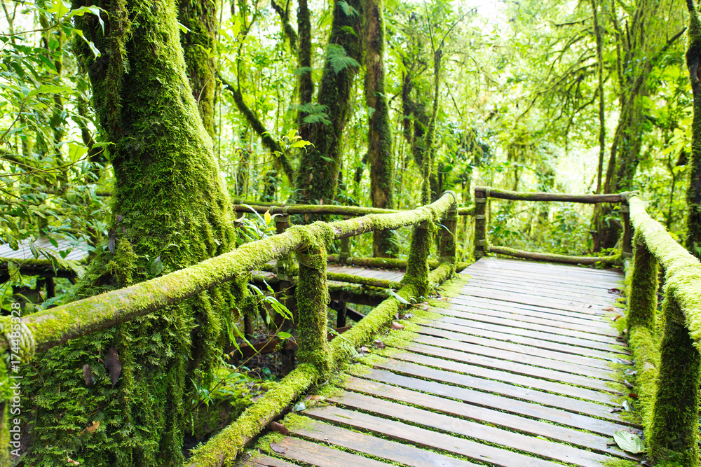 Obraz premium Fresh green moss on old wooden walkway in wet forest