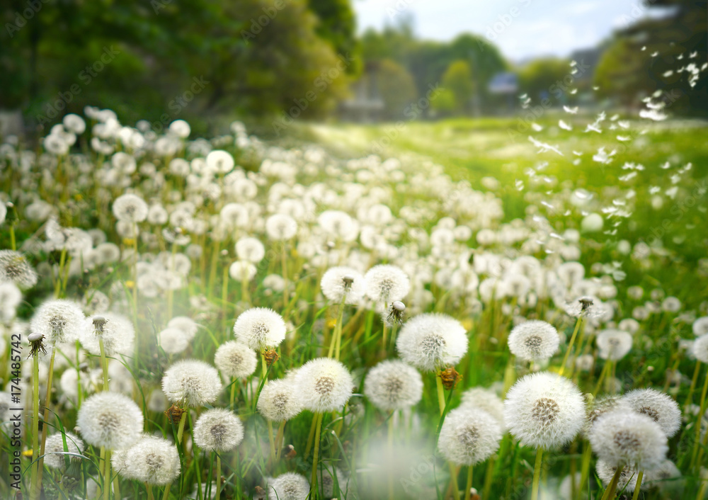 Fototapeta premium Wiele mlecze zbliżenie na charakter wiosną na tle pola trawnika latem i błękitne niebo. Wiatr zdmuchuje na przyrodę nasiona mniszka lekarskiego.