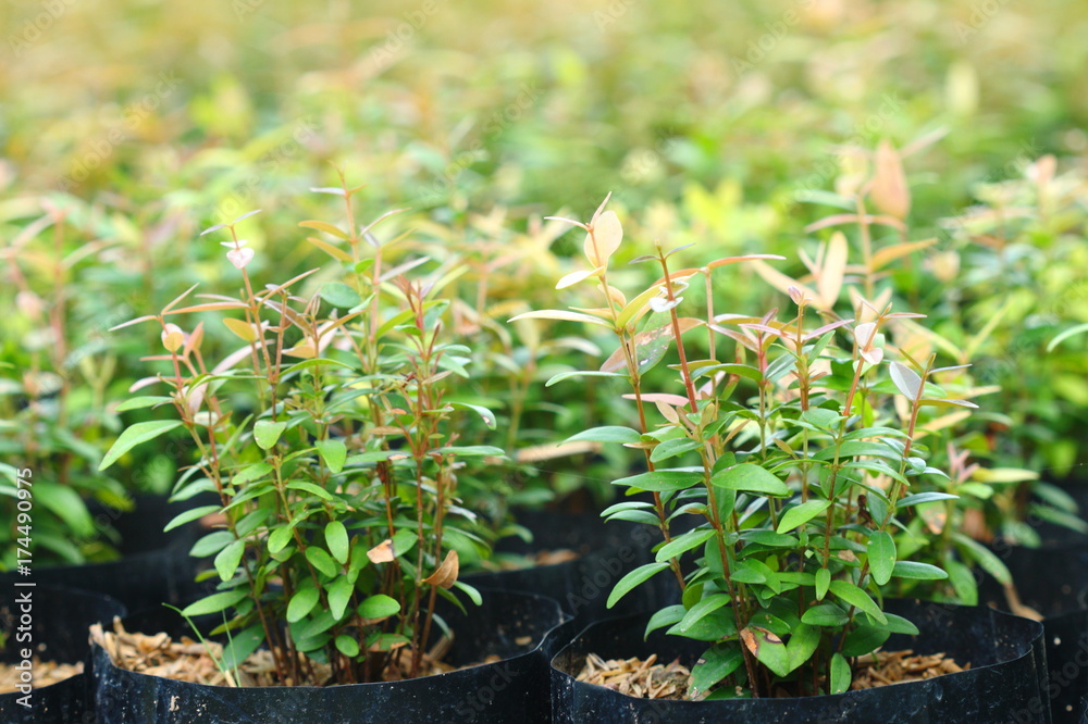 Syzygium gratum (Wight) S.N. Mitra var. gratum tree at tree shop in Thailand. It is herb and food, look fresh and warm. Syzygium gratum (Wight) S.N. Mitra var. gratum tree at tree shop in Thailand. It is herb and food, look fresh and warm.