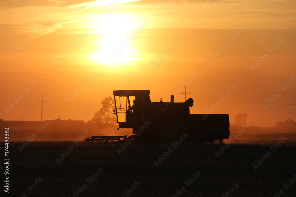 Old combine harvester working on a wheat crop at summer evening