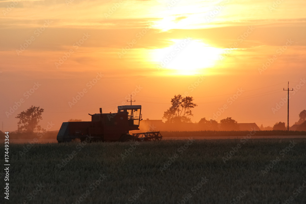 Naklejka premium Old combine harvester working on a wheat crop at summer evening