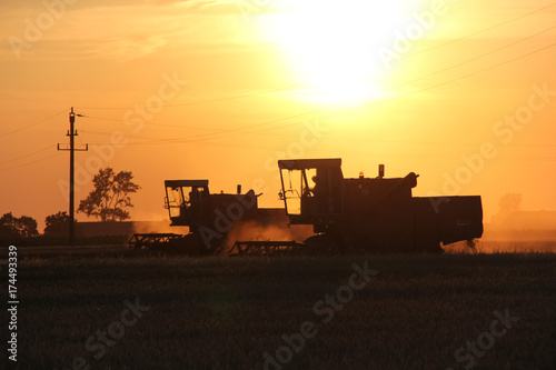 Old combine harvester working on a wheat crop at summer evening