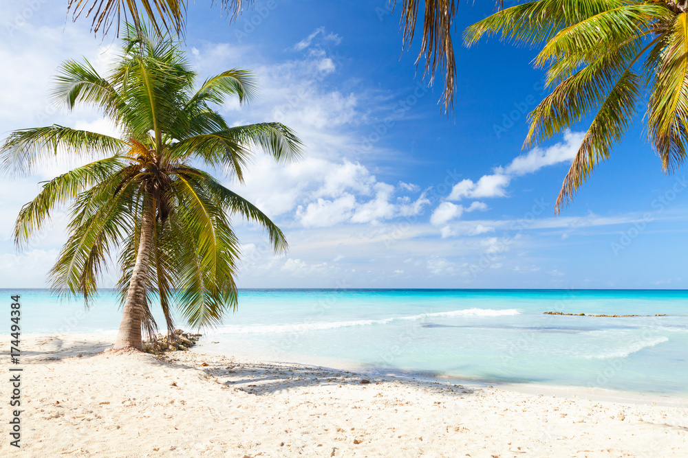 Naklejka premium Na piaszczystej plaży rosną palmy kokosowe