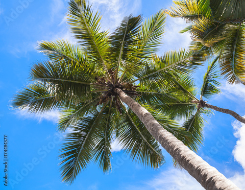 Coconut palm trees under blue cloudy sky