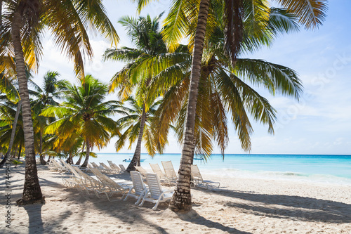 Coconut palms grow on sandy beach