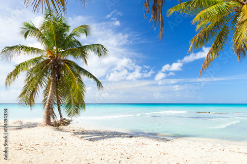 Coconut palm trees grow on white sandy beach