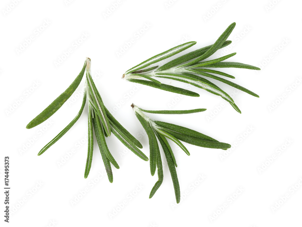 Green rosemary on white background Green rosemary on white background