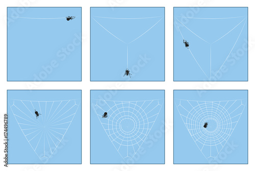 Spider web - construction manual in six stages from the first spinning thread to the complete orb web, depicted step by step. Isolated vector illustration.