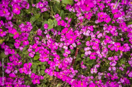Arabis  or rockcress flower closeup