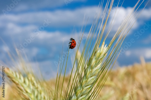 Ladybird walking on a wheat spike