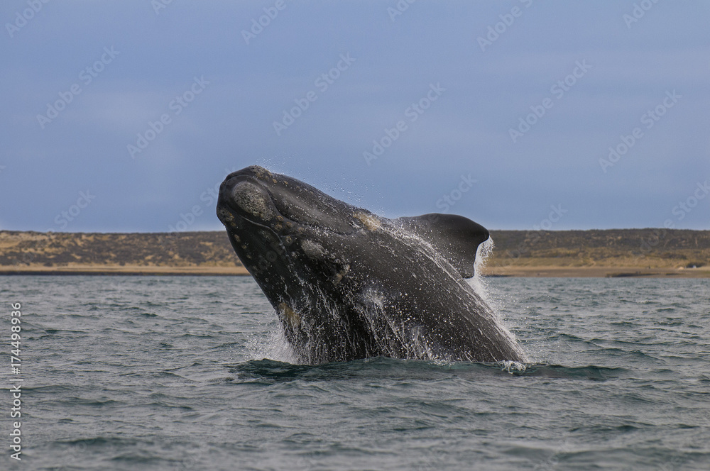 Fototapeta premium Whale Patagonia Argentina