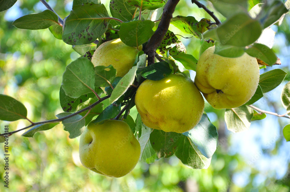 Quince on branch. Organic natural quince apples on the tree at fall. Quince on branch. Organic natural quince apples on the tree at fall.
