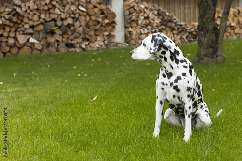 Dalmatian dog outside