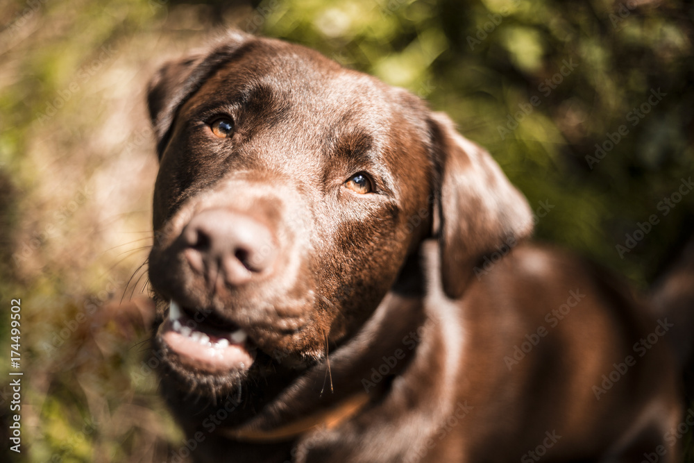 Portrait of a brown Labrador dog outside