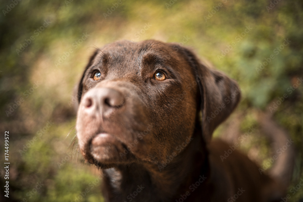 Portrait of a brown Labrador dog outside Portrait of a brown Labrador dog outside