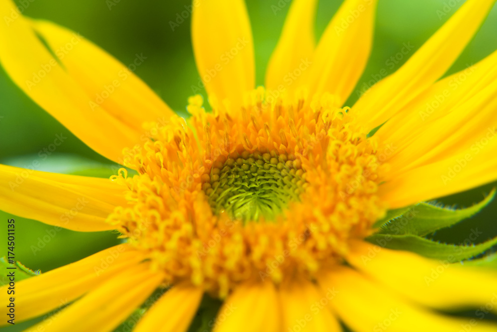 Sunflower Close Up , Selective Focus Sunflower Close Up , Selective Focus
