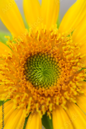 Sunflower Close Up   Selective Focus