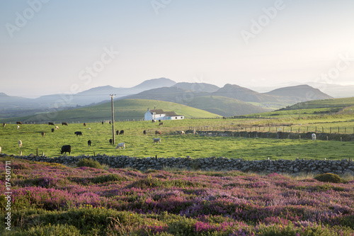 Obraz na płótnie Mountains near Llithfaen; Pwllheli; Llyn Peninsula; Wales w salonie
