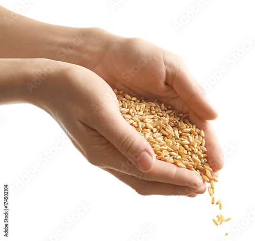 Woman's hands pouring wheat grains on white background