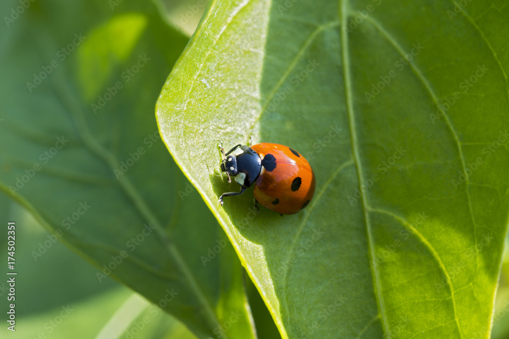 Closeup photo of a ladybug climbing a green leaf on a sunny day Closeup photo of a ladybug climbing a green leaf on a sunny day