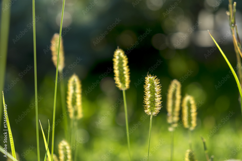 Bright spring grass field with sunlight bokeh background; selective focus