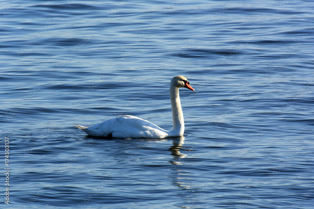 霞ヶ浦の白鳥 霞ヶ浦の白鳥