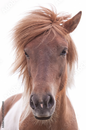 Fototapeta Naklejka Na Ścianę i Meble -  Wildes braunes Pferd mit hell brauner Mähne auf weissem Hintergrund