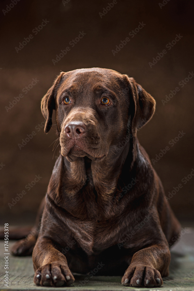 The portrait of a black Labrador dog taken against a dark backdrop.