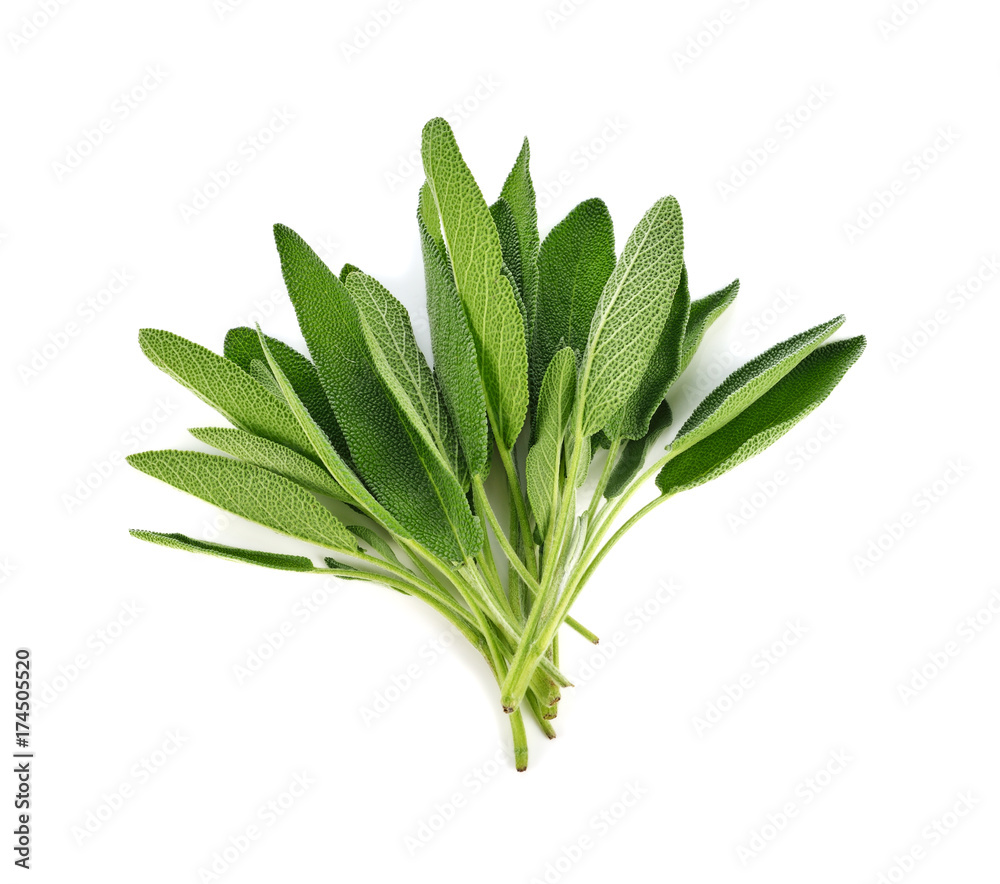 Sage plant on a white background Sage plant on a white background