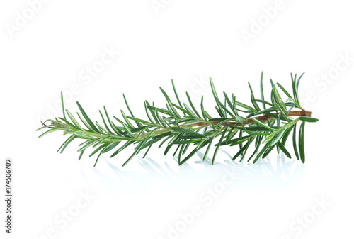 rosemary on a white background