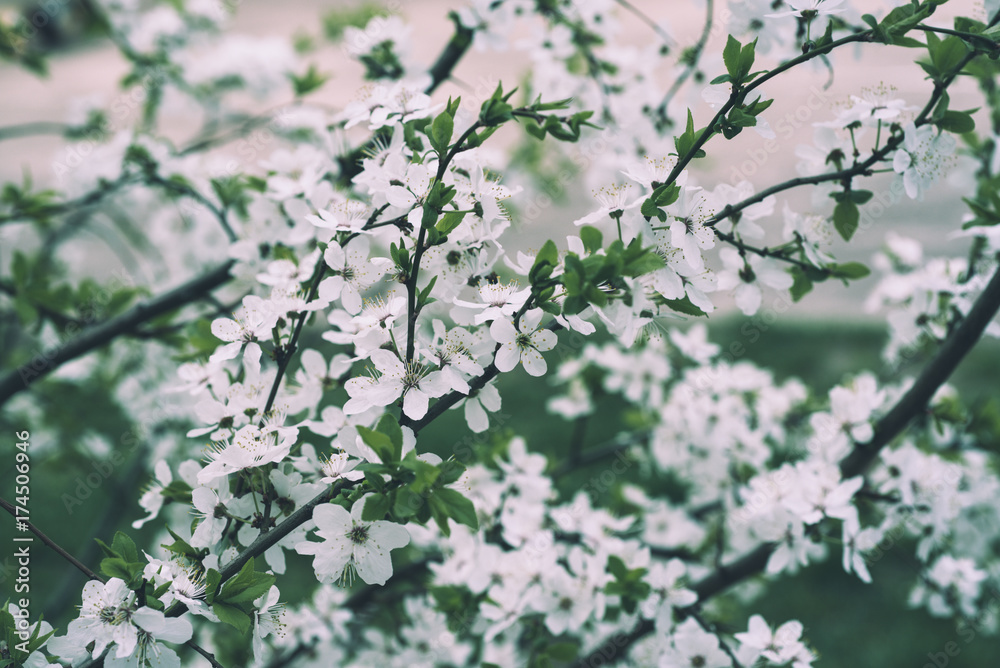 Blossoming of cherry flowers in spring time, natural seasonal floral background Blossoming of cherry flowers in spring time, natural seasonal floral background