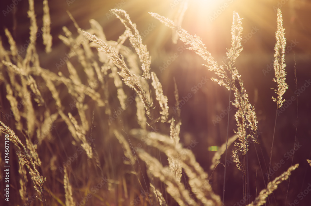 Fototapeta premium Autumn abstract background with meadow plants at sunset, vintage retro image