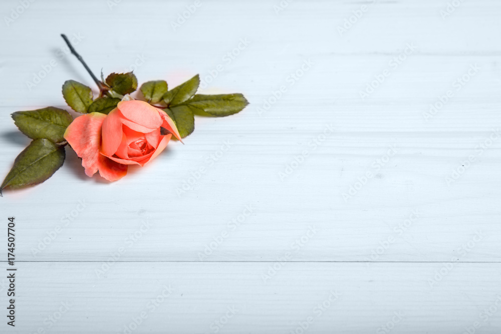 English orange rose on wooden background. Copy space. Mother's, Valentines, Women's, Wedding Day concept.